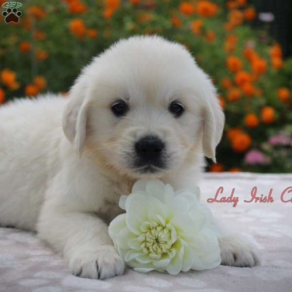 Lady, Golden Retriever Puppy